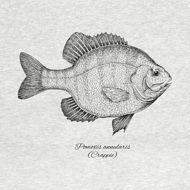 POMOXIS ANNULARIS by eugeniahauss